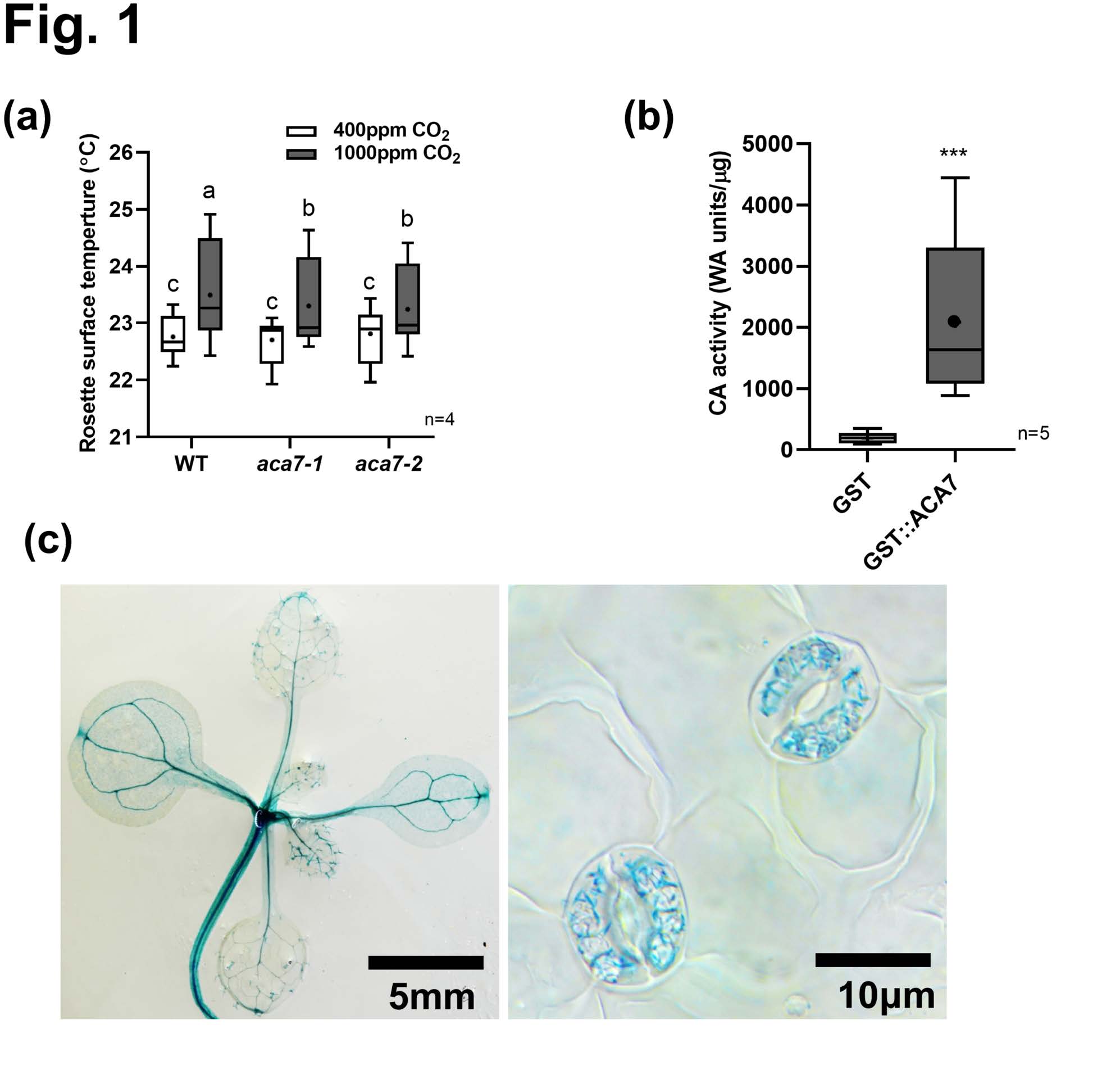 梁 elevated CO2 induced Fe and Zn reduction in Arabidopsis seeds.jpg